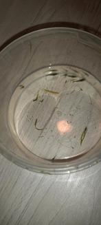 Regenboog garnalen sterk soort kleur groen. Prijs is per stu, Kreeft, Krab of Garnaal