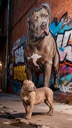 American Bully XXL, Dieren en Toebehoren, Nederland, 15 weken tot 1 jaar, Parvo, Eén hond