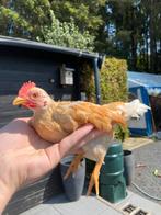 Licht gekleurd serama haantje, Dieren en Toebehoren, Pluimvee, Mannelijk, Kip