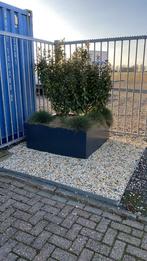 Antraciete bloembakken van Micto, 100 cm of meer, Vierkant, Nieuw, Ophalen of Verzenden