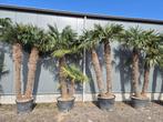 Trachycarpus fortunei palm - stamhoogte 225 + 185 cm - actie, Vaste plant, Halfschaduw, Lente, Ophalen