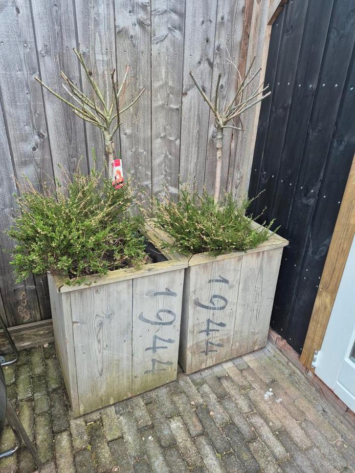 Salix Integra 'Flamingo' in pot, Tuin en Terras, Planten | Tuinplanten, Vaste plant, Overige soorten, Volle zon, Lente, Ophalen