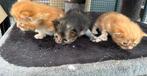 Mooie en lieve Maine Coon kittens, Dieren en Toebehoren, Ingeënt