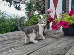 Europese korthaar kittens, Meerdere dieren, Ontwormd, 0 tot 2 jaar