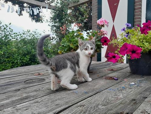 Europese korthaar kittens, Dieren en Toebehoren, Katten en Kittens | Raskatten | Korthaar, Meerdere dieren, 0 tot 2 jaar, Ontwormd