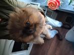 Pomeriaan puppy, Dieren en Toebehoren, Honden | Poolhonden, Keeshonden en Oertypen, Keeshond, 8 tot 15 weken, Teef, Eén hond