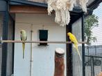 Halsband parkieten gele vrouw groene man, Dieren en Toebehoren, Vogels | Parkieten en Papegaaien, Meerdere dieren, Parkiet, Geringd