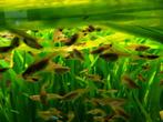 Endler guppen, Dieren en Toebehoren, Vissen | Aquariumvissen, Vis, Zoetwatervis