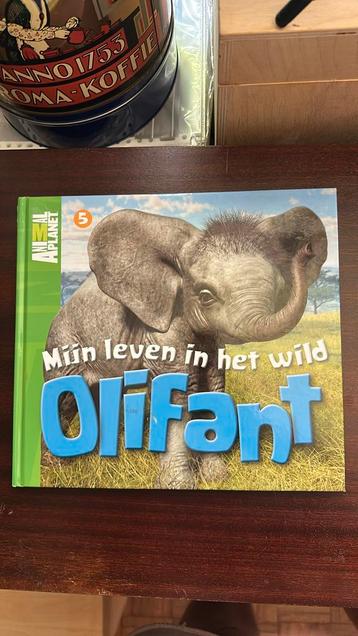 05 Olifant beschikbaar voor biedingen