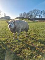 Texelaar dek ram, Dieren en Toebehoren, Mannelijk, Schaap, 3 tot 5 jaar