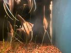 Pterophyllum scalare rio Nanay, Vis, Zoetwatervis, Schoolvis