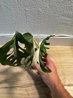 Monstera Adansonii variegata 2 gewortelde moederplanten #5, Huis en Inrichting, Kamerplanten, Ophalen of Verzenden, Overige soorten