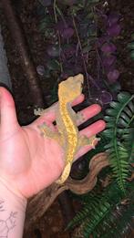 Handtamme wimpergekko man incl terrarium, Dieren en Toebehoren, Overige soorten, Met terrarium, 3 tot 6 jaar