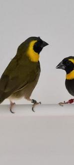 1-1 cubavink, Meerdere dieren, Tropenvogel, Geringd