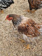 Wyandotte kriel Haan en Hen., Dieren en Toebehoren, Pluimvee, Meerdere dieren, Kip
