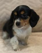 Lief klein teckeltje, Dieren en Toebehoren, Honden | Teckels en Dashonden, Reu, CDV (hondenziekte), 8 tot 15 weken, Dwerg