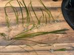Vallisneria Gigantea stekjes, Dieren en Toebehoren, Vissen | Aquaria en Toebehoren, Ophalen, Nieuw
