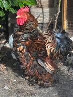 Haan, Dieren en Toebehoren, Pluimvee