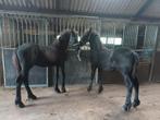 Friese hengstveulens, Dieren en Toebehoren, Paarden, Merrie, 0 tot 2 jaar