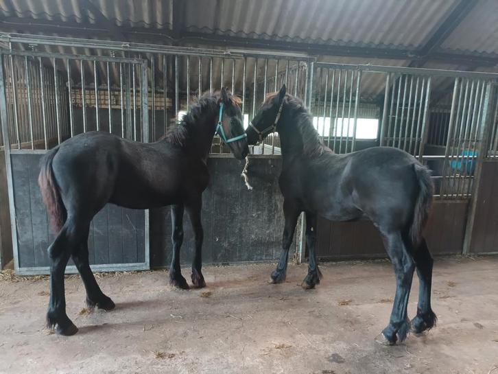 Friese hengstveulens, Dieren en Toebehoren, Paarden, Merrie, 0 tot 2 jaar
