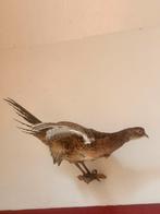 Opgezette vogel, Ophalen, Zo goed als nieuw, Vogel, Opgezet dier