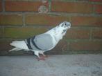 Figurita.., Dieren en Toebehoren, Vogels | Duiven, Mannelijk, Overige soorten