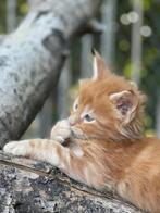 Maine Coon xxl kittens, Meerdere dieren, Gechipt, 0 tot 2 jaar