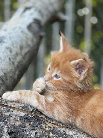 Maine Coon xxl kittens beschikbaar voor biedingen