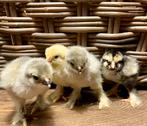Grote brahma hennen kuikens, Dieren en Toebehoren, Pluimvee, Vrouwelijk, Kip