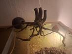 Spiderwood ..voor in het aquarium, Ophalen, Zo goed als nieuw, Plant(en), Steen of Hout