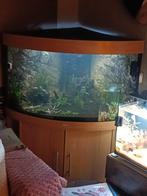 Hoek aquarium, Ophalen, Zo goed als nieuw, Leeg aquarium