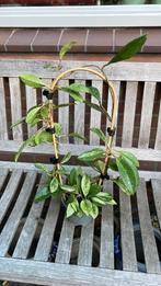 Hoya AH 074, Huis en Inrichting, Ophalen of Verzenden, Overige soorten, Minder dan 100 cm
