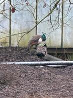 Blauwe pauw haan, Mannelijk, Overige soorten