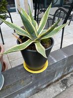Agave in stenen pot, Tuin en Terras, Planten | Tuinplanten, Overige soorten, Volle zon, Vaste plant, Ophalen of Verzenden
