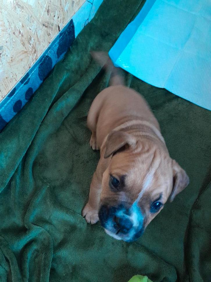 Amerikaanse stafford puppys! Nog 2 beschikbaar!, Dieren en Toebehoren, Honden | Jack Russells en Terriërs, Meerdere dieren, American Staffordshire Terriër