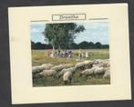 Schapen Schaapskudde Fietsen in Drenthe Gelopen 2008, Verzenden, 1980 tot heden, Gelopen