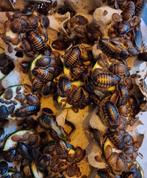 Dubia's voederdieren