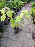 Isodon bijzondere plant, Volle zon, Vaste plant, Herfst, Ophalen