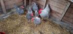 Toom amrock groot, Dieren en Toebehoren, Pluimvee, Meerdere dieren, Kip