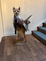 Opgezette vos en met geweer en fazant Taxidermie, Verzamelen, Dierenverzamelingen, Ophalen, Zo goed als nieuw, Vogel, Opgezet dier