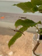 baby wandelende takjes sungaya inexpectata, Dieren en Toebehoren, Insecten en Spinnen, Wandelende tak
