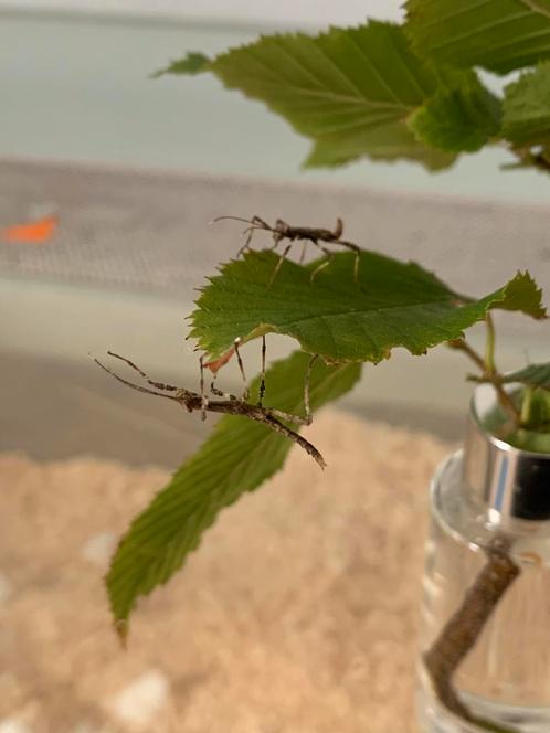 baby wandelende takjes sungaya inexpectata, Dieren en Toebehoren, Insecten en Spinnen, Wandelende tak