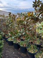 Magnolia grandiflora little jen hoog 160+ pot gekweekt, Tuin en Terras, Vaste plant, Halfschaduw, Zomer, Ophalen