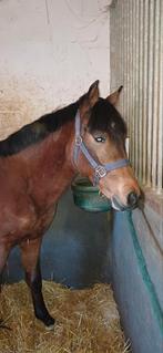 2 jarige NRPS d-pony hengst., Dieren en Toebehoren, Pony's, Gechipt, 0 tot 2 jaar, Hengst, Recreatiepony