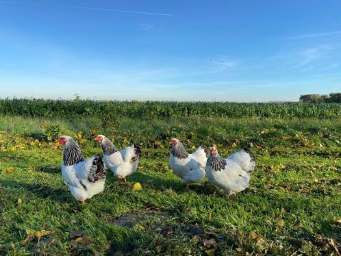 Wyandotte kriel kippen zwart wit Columbia gesekst + ingeënt, Dieren en Toebehoren, Pluimvee, Kip, Vrouwelijk