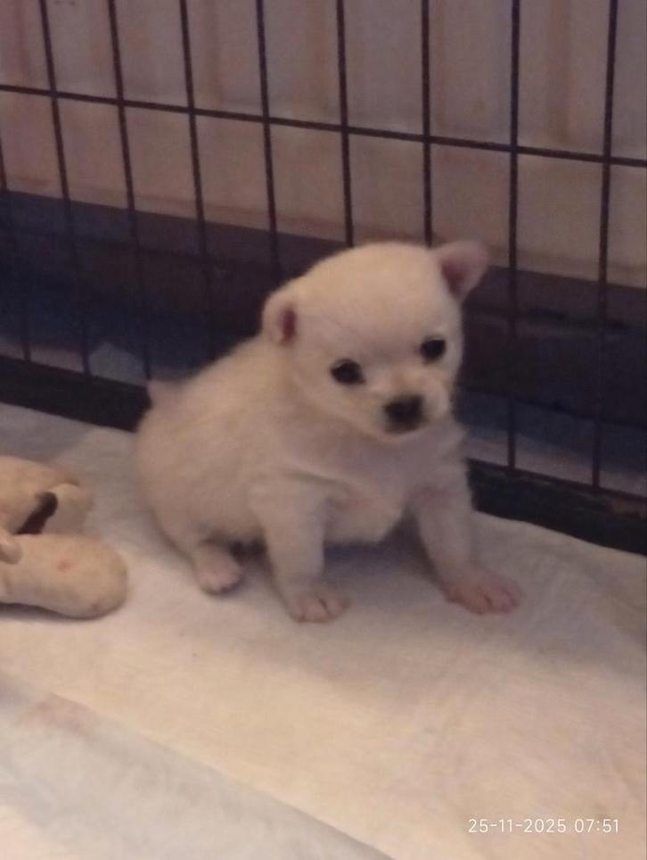 Nog 1 pomchi x kruising chihuahua (witte), Dieren en Toebehoren, Honden | Chihuahua's en Gezelschapshonden, Reu, Chihuahua, Particulier