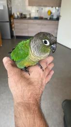 Jonge pyrrhura Tam, Dieren en Toebehoren, Vogels | Parkieten en Papegaaien, Geslacht onbekend, Parkiet, Tam