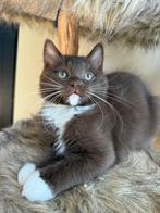 Ragdoll kitten (stamboom) Bijzondere kleur, Dieren en Toebehoren, Katten en Kittens | Raskatten | Langhaar, Kater, Gechipt