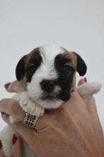 Jack Russel Terrier RuwHaar, Dieren en Toebehoren, Honden | Jack Russells en Terriërs, Nederland, Jack Russell Terriër, 8 tot 15 weken