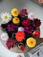 Dahlia’s knollen / bollen meer dan 100 stuks!, Ophalen of Verzenden, Volle zon, Knol